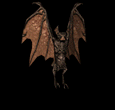 Teufelsfledermaus2.gif